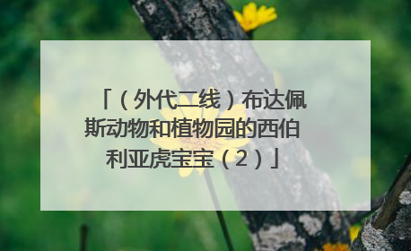 （外代二线）布达佩斯动物和植物园的西伯利亚虎宝宝（2）